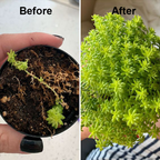 LimeTow™ — Ignite Giant Growth and Unleash Your Garden’s Wildest Potential (1+1 FREE TODAY!)