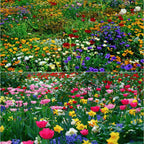PetalPulse™ — Ignite Your Garden with Endless Blooms and Effortless Beauty
