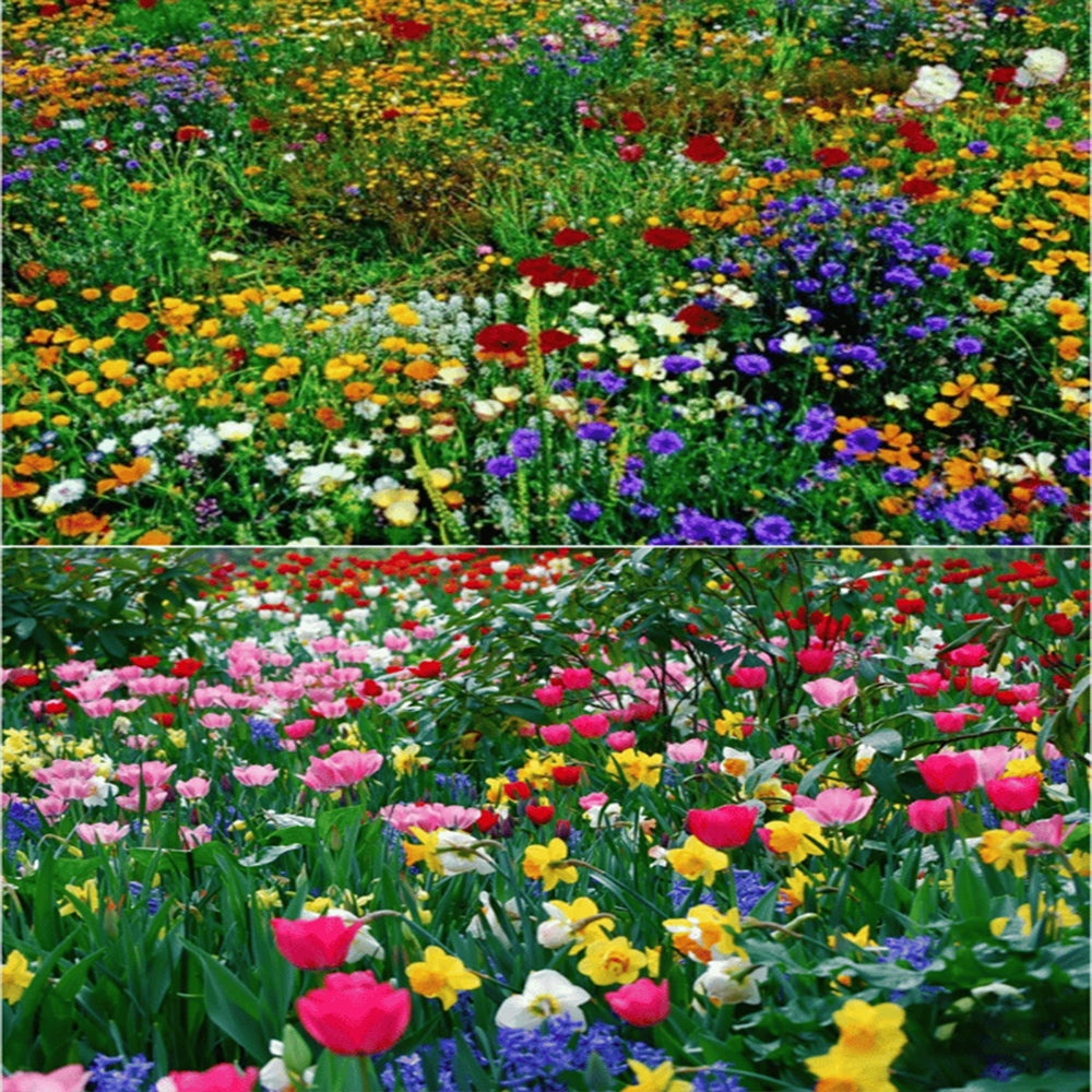 PetalPulse™ — Ignite Your Garden with Endless Blooms and Effortless Beauty