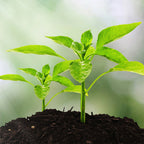 Verdanta™ — Instantly Unlock Your Soil’s Secrets for Thriving, Jaw-Dropping Growth