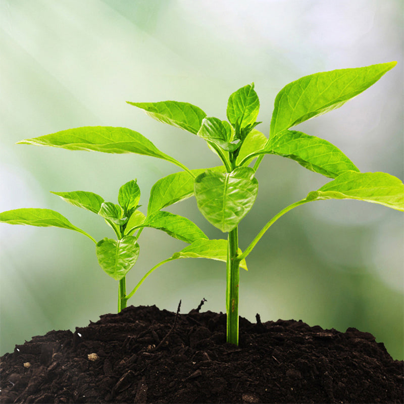 Verdanta™ — Instantly Unlock Your Soil’s Secrets for Thriving, Jaw-Dropping Growth