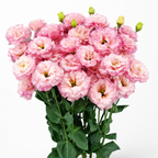 RaminaBlossom™ — Ignite Joy with a Garden Bursting in Vibrant, Heartfelt Color