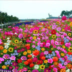 PetalPulse™ — Ignite Your Garden with Endless Blooms and Effortless Beauty