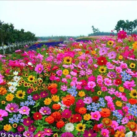 PetalPulse™ — Ignite Your Garden with Endless Blooms and Effortless Beauty