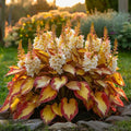 VerdoraMyst™ Rare Hostas Seeds — Transform Shady Spots into Lush, Vibrant Garden Masterpieces