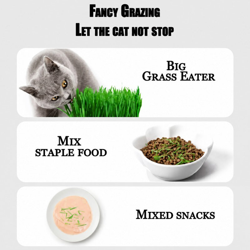 VerduraPaws™ — Ignite Your Cat’s Joy with Lush, Soothing Greens Grown at Home