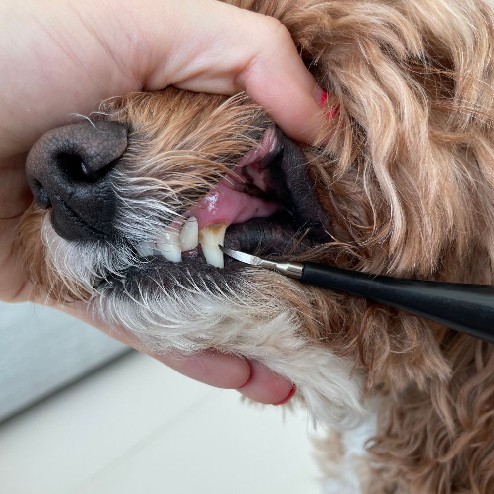 PurePaw™ Sonic Scaler — Effortless, Pain-Free Dental Care That Brightens Your Dog’s Smile and Boosts Their Happiness