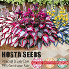 VerdoraMyst™ Rare Hostas Seeds — Transform Shady Spots into Lush, Vibrant Garden Masterpieces