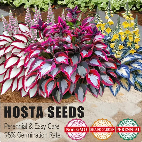 VerdoraMyst™ Rare Hostas Seeds — Transform Shady Spots into Lush, Vibrant Garden Masterpieces