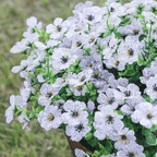 ForeverFresh™ — Bring Lasting Blooming Beauty Without Any Effort