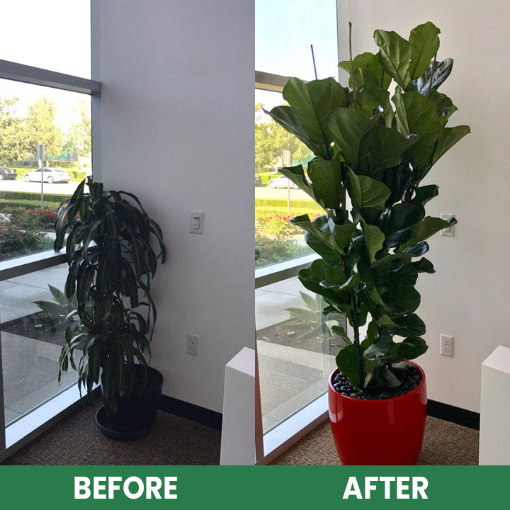 VerdanRise™ — Effortless, Long-Lasting Nourishment for a Thriving, Vibrant Garden