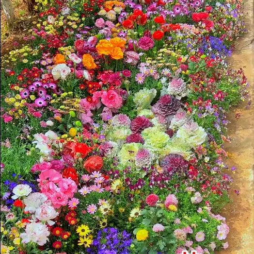 PetalPulse™ — Ignite Your Garden with Endless Blooms and Effortless Beauty