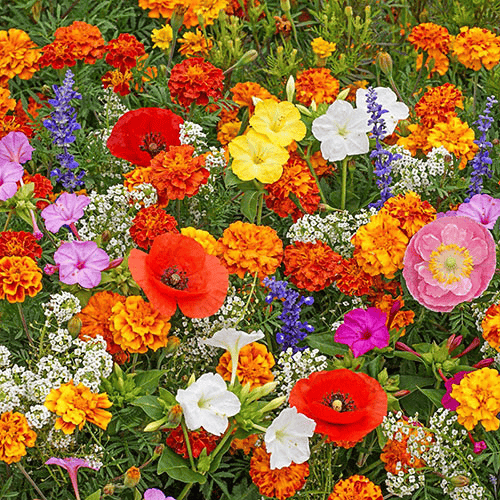 PetalPulse™ — Ignite Your Garden with Endless Blooms and Effortless Beauty