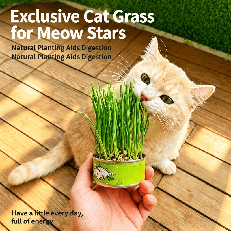 VerduraPaws™ — Ignite Your Cat’s Joy with Lush, Soothing Greens Grown at Home