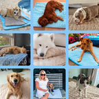 FrostPaw™ — Keep Your Pet Blissfully Cool and Calm All Summer Long