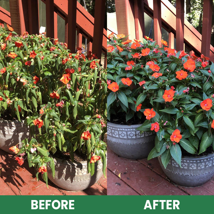 VerdanRise™ — Effortless, Long-Lasting Nourishment for a Thriving, Vibrant Garden