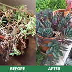 VerdanRise™ — Effortless, Long-Lasting Nourishment for a Thriving, Vibrant Garden