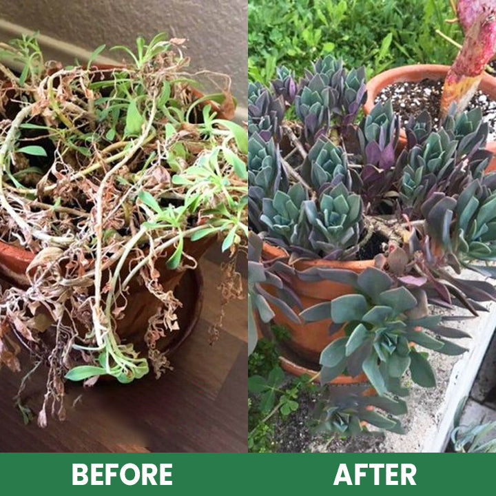 VerdanRise™ — Effortless, Long-Lasting Nourishment for a Thriving, Vibrant Garden