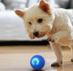 RamudoSpin™ — Ignite Your Pet’s Playful Spirit with Endless Fun and Energy