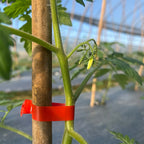 VineMaster™ — Transform Your Garden with Effortless, Rock-Solid Plant Support