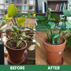 VerdanRise™ — Effortless, Long-Lasting Nourishment for a Thriving, Vibrant Garden