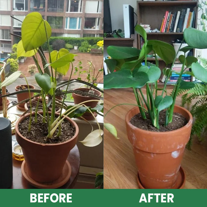 VerdanRise™ — Effortless, Long-Lasting Nourishment for a Thriving, Vibrant Garden