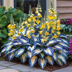 VerdoraMyst™ Rare Hostas Seeds — Transform Shady Spots into Lush, Vibrant Garden Masterpieces
