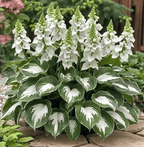 VerdoraMyst™ Rare Hostas Seeds — Transform Shady Spots into Lush, Vibrant Garden Masterpieces