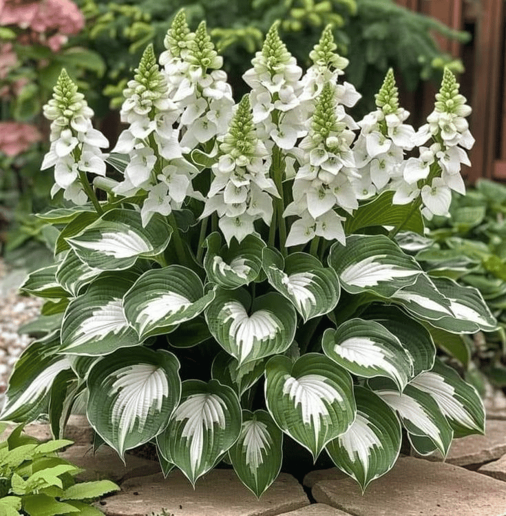VerdoraMyst™ Rare Hostas Seeds — Transform Shady Spots into Lush, Vibrant Garden Masterpieces