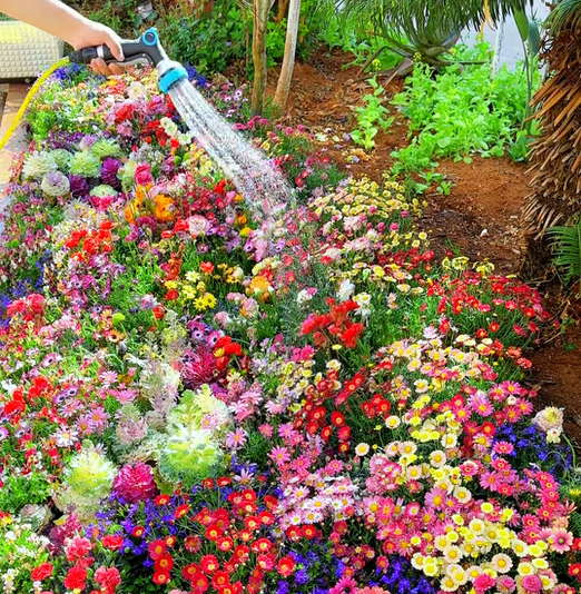 PetalPulse™ — Ignite Your Garden with Endless Blooms and Effortless Beauty