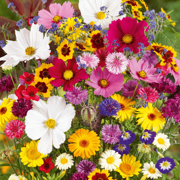 PetalPulse™ — Ignite Your Garden with Endless Blooms and Effortless Beauty