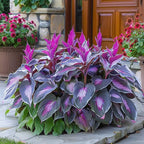VerdoraMyst™ Rare Hostas Seeds — Transform Shady Spots into Lush, Vibrant Garden Masterpieces
