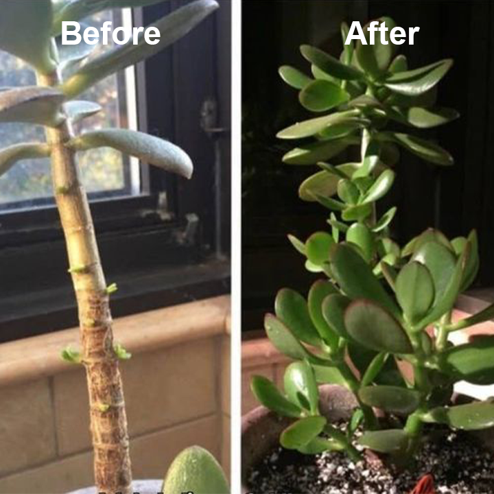 VerdantaBoost™ — Supercharge Your Garden with Giant, Unstoppable Growth