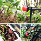 SipStream™ — Effortless Precision Watering for Lush, Thriving Gardens Every Time (50pcs)