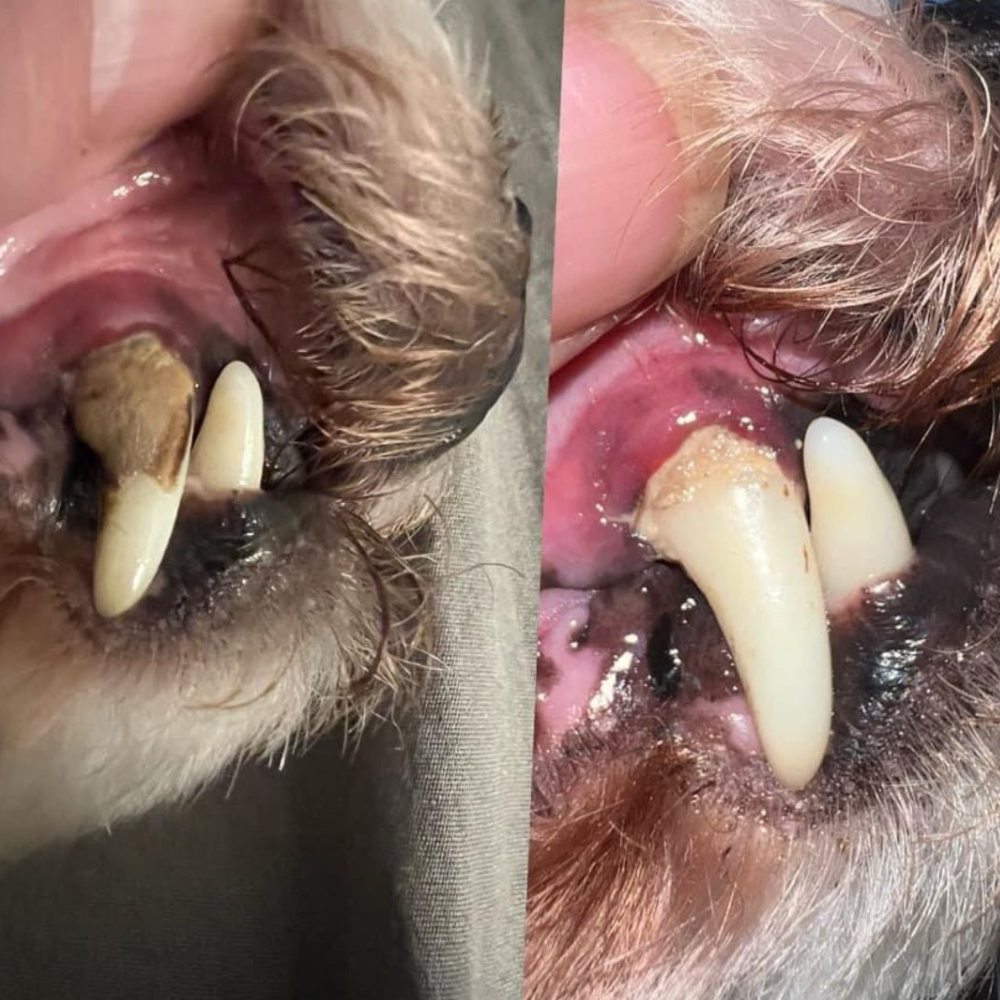 PurePaw™ Sonic Scaler — Effortless, Pain-Free Dental Care That Brightens Your Dog’s Smile and Boosts Their Happiness