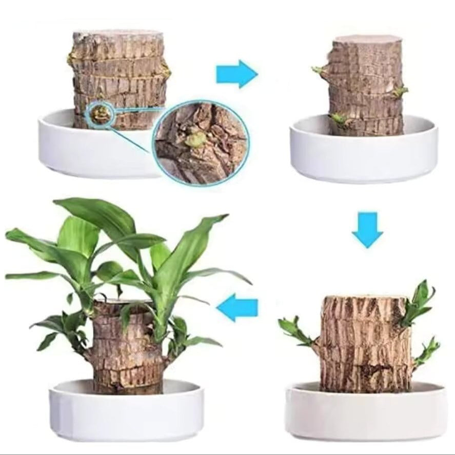 Brazilian Lucky Plant