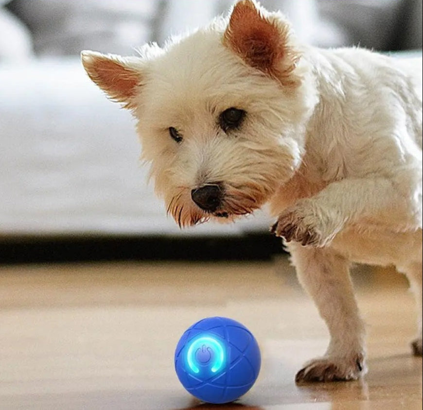 RamudoSpin™ — Ignite Your Pet’s Playful Spirit with Endless Fun and Energy