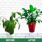 VerdanRise™ — Effortless, Long-Lasting Nourishment for a Thriving, Vibrant Garden