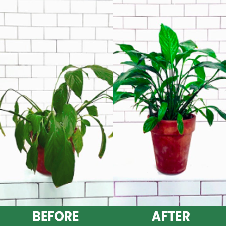 VerdanRise™ — Effortless, Long-Lasting Nourishment for a Thriving, Vibrant Garden