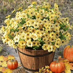 ForeverFresh™ — Bring Lasting Blooming Beauty Without Any Effort