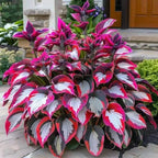 VerdoraMyst™ Rare Hostas Seeds — Transform Shady Spots into Lush, Vibrant Garden Masterpieces