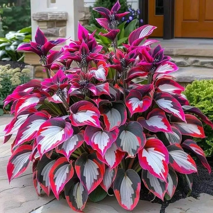 VerdoraMyst™ Rare Hostas Seeds — Transform Shady Spots into Lush, Vibrant Garden Masterpieces