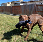 CrushBite™ — Tough Chew Fun That Keeps Your Dog Happy, Healthy, and Hooked