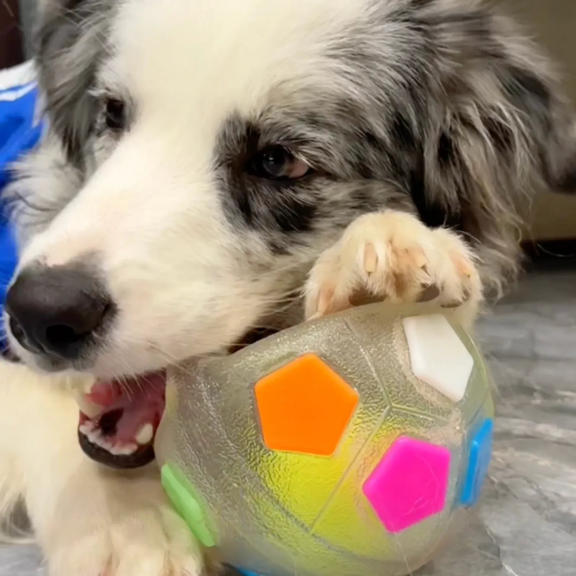 TurboPawz™ — Unleash Endless Joy and Unbreakable Playtime Magic