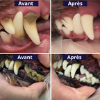PurePaw™ Sonic Scaler — Effortless, Pain-Free Dental Care That Brightens Your Dog’s Smile and Boosts Their Happiness