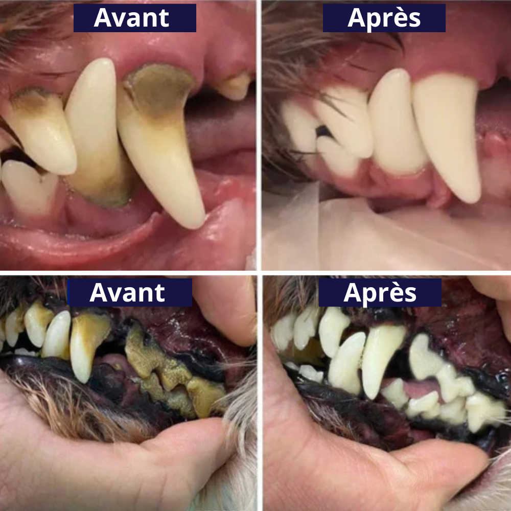 PurePaw™ Sonic Scaler — Effortless, Pain-Free Dental Care That Brightens Your Dog’s Smile and Boosts Their Happiness