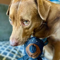 CrushBite™ — Tough Chew Fun That Keeps Your Dog Happy, Healthy, and Hooked