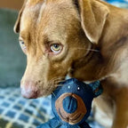 CrushBite™ — Tough Chew Fun That Keeps Your Dog Happy, Healthy, and Hooked