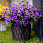 ForeverFresh™ — Bring Lasting Blooming Beauty Without Any Effort