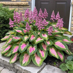 VerdoraMyst™ Rare Hostas Seeds — Transform Shady Spots into Lush, Vibrant Garden Masterpieces